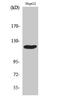 Cbl Proto-Oncogene antibody, STJ92057, St John