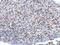 High Mobility Group Box 1 antibody, GTX628835, GeneTex, Immunohistochemistry paraffin image 