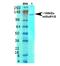Glutamate Metabotropic Receptor 5 antibody, NBP2-59334, Novus Biologicals, Western Blot image 