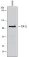 Transcription Factor 12 antibody, MAB6928, R&D Systems, Western Blot image 