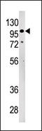 Lethal(2) giant larvae protein homolog 2 antibody, AP12122PU-N, Origene, Western Blot image 