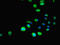 SH3 Domain Containing GRB2 Like, Endophilin B1 antibody, LS-C398330, Lifespan Biosciences, Immunofluorescence image 