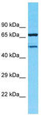 Transmembrane Protein 232 antibody, TA330791, Origene, Western Blot image 