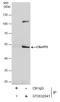 C9orf72-SMCR8 Complex Subunit antibody, GTX632041, GeneTex, Immunoprecipitation image 