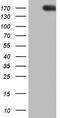 Patched 1 antibody, LS-C790010, Lifespan Biosciences, Western Blot image 