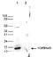 Histone H3 antibody, TA347187, Origene, Western Blot image 