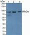 Transglutaminase 1 antibody, LS-C303086, Lifespan Biosciences, Western Blot image 