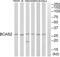 BCAS2 Pre-MRNA Processing Factor antibody, abx014279, Abbexa, Western Blot image 