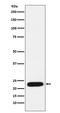 Transcription Factor A, Mitochondrial antibody, M01119, Boster Biological Technology, Western Blot image 