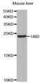 Ubiquitin D antibody, MBS2521636, MyBioSource, Western Blot image 