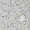 Interferon Gamma Inducible Protein 16 antibody, 15-315, ProSci, Immunohistochemistry frozen image 