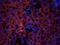 Melanoma Cell Adhesion Molecule antibody, orb10290, Biorbyt, Immunofluorescence image 
