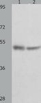 Tumor Protein P73 antibody, TA323813, Origene, Western Blot image 