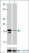 Angiotensin II Receptor Associated Protein antibody, orb375390, Biorbyt, Western Blot image 