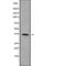 Olfactory Receptor Family 52 Subfamily E Member 8 antibody, abx217428, Abbexa, Western Blot image 