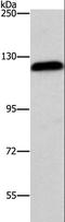 ArfGAP With GTPase Domain, Ankyrin Repeat And PH Domain 2 antibody, LS-C403061, Lifespan Biosciences, Western Blot image 