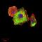 Tubulin Beta 1 Class VI antibody, NBP2-52577, Novus Biologicals, Immunofluorescence image 