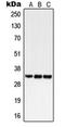 G Protein-Coupled Receptor 18 antibody, orb213996, Biorbyt, Western Blot image 