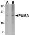 BCL2 Binding Component 3 antibody, LS-C53487, Lifespan Biosciences, Western Blot image 