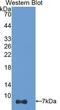 Thymosin Beta 4 X-Linked antibody, LS-C700967, Lifespan Biosciences, Western Blot image 