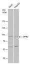 G Elongation Factor Mitochondrial 2 antibody, GTX124071, GeneTex, Western Blot image 