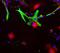 Aldolase, Fructose-Bisphosphate C antibody, NBP2-50056, Novus Biologicals, Immunofluorescence image 