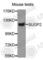 SURP And G-Patch Domain Containing 2 antibody, A5953, ABclonal Technology, Western Blot image 