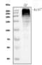 KI-67 antibody, M00254-9, Boster Biological Technology, Western Blot image 