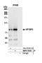 Heterochromatin Protein 1 Binding Protein 3 antibody, NBP2-76353, Novus Biologicals, Western Blot image 