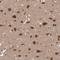 Nucleoporin 43 antibody, NBP1-88793, Novus Biologicals, Immunohistochemistry frozen image 