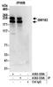 Trinucleotide Repeat Containing Adaptor 6A antibody, A302-330A, Bethyl Labs, Immunoprecipitation image 