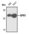 Glutathione Peroxidase 1 antibody, PA5-17380, Invitrogen Antibodies, Western Blot image 