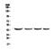 Keratin 19 antibody, PB9715, Boster Biological Technology, Western Blot image 