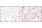 Phosphatase And Tensin Homolog antibody, 9188L, Cell Signaling Technology, Immunohistochemistry paraffin image 