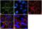 Tight junction protein ZO-3 antibody, 710857, Invitrogen Antibodies, Immunofluorescence image 