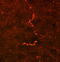 Prodynorphin antibody, A02529, Boster Biological Technology, Immunofluorescence image 