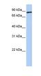 Transmembrane Protein 63A antibody, orb324898, Biorbyt, Western Blot image 