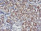 Adipocyte Plasma Membrane Associated Protein antibody, LS-C173594, Lifespan Biosciences, Immunohistochemistry frozen image 