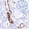 Ubiquitin carboxyl-terminal hydrolase 1 antibody, orb382487, Biorbyt, Immunohistochemistry paraffin image 