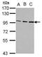 Oxysterol-binding protein 1 antibody, PA5-30111, Invitrogen Antibodies, Western Blot image 