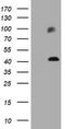 MAGE-3 antigen antibody, TA800825S, Origene, Western Blot image 