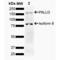 Palladin, Cytoskeletal Associated Protein antibody, LS-C774469, Lifespan Biosciences, Western Blot image 