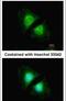 Calnexin antibody, PA5-34804, Invitrogen Antibodies, Immunofluorescence image 