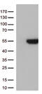 G Protein Subunit Alpha L antibody, TA812962, Origene, Western Blot image 