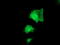 Pyridoxamine 5'-Phosphate Oxidase antibody, LS-C786228, Lifespan Biosciences, Immunofluorescence image 