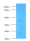 Lysyl Oxidase antibody, MBS1488837, MyBioSource, Western Blot image 