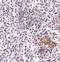 SHOC2 Leucine Rich Repeat Scaffold Protein antibody, NBP1-77041, Novus Biologicals, Immunohistochemistry frozen image 