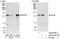 Mitogen-Activated Protein Kinase Kinase Kinase 21 antibody, A302-610A, Bethyl Labs, Western Blot image 