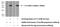 LBH Domain Containing 1 antibody, 24389-1-AP, Proteintech Group, Western Blot image 