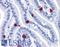 GRIP And Coiled-Coil Domain Containing 2 antibody, LS-B4938, Lifespan Biosciences, Immunohistochemistry frozen image 